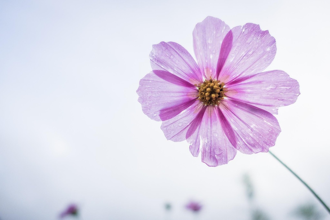 cosmos flower, flower background, purple, flower, petals, bloom, blossom, flora, nature, plant, single flower, flower wallpaper, beautiful flowers, flowering plant, close up